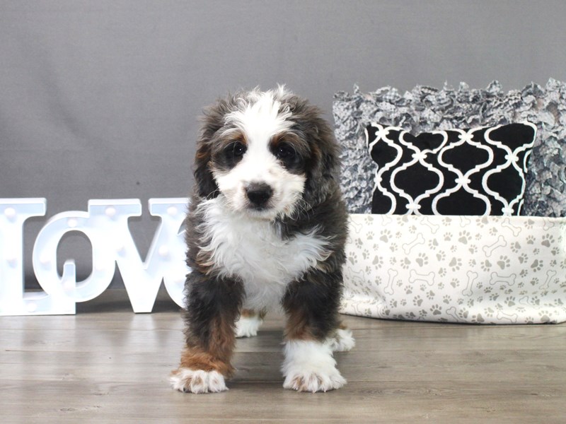 Mini Bernadoodle