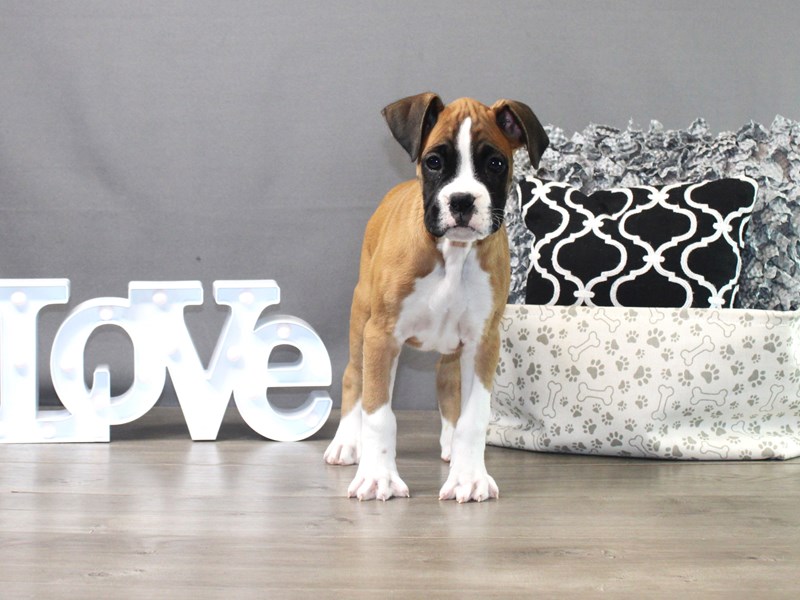 Boxer