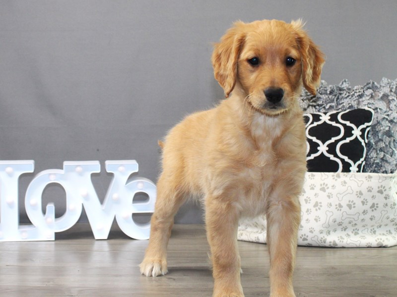 Golden Retriever – Fenway