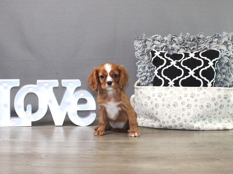 Cavalier King Charles Spaniel