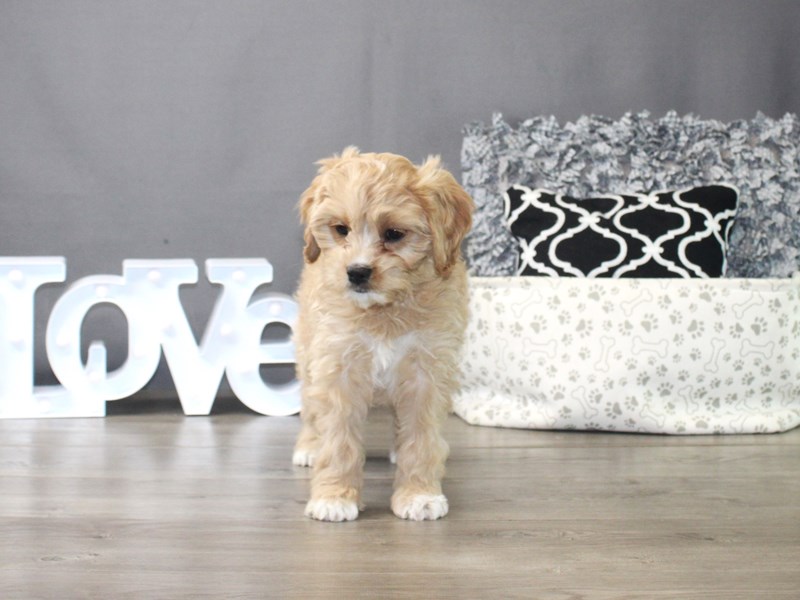 Cavachon