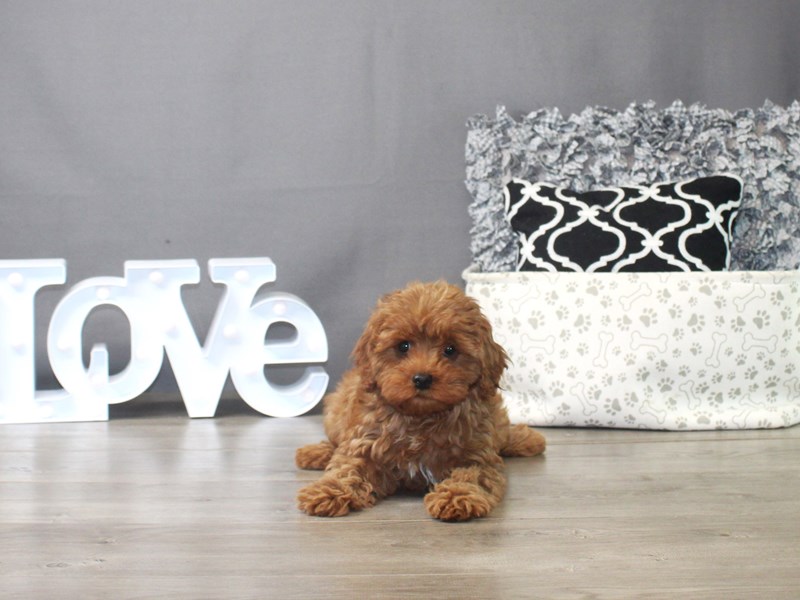 Cavapoo
