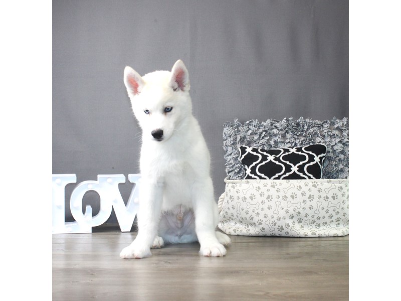 Siberian Husky – Zeus