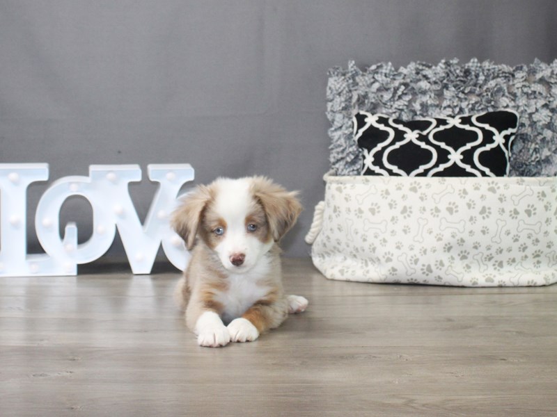 Miniature Australian Shepherd