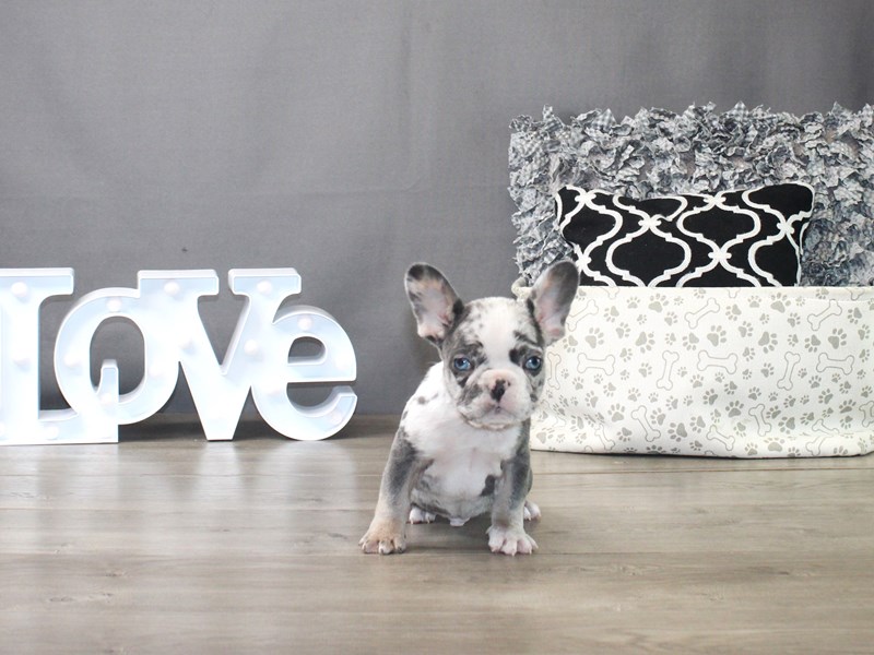 French Bulldog