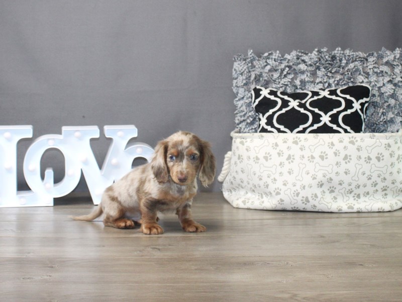 Dachshund – Finn