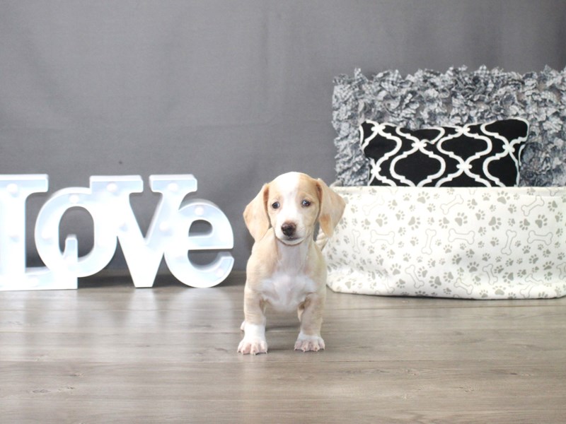 Dachshund