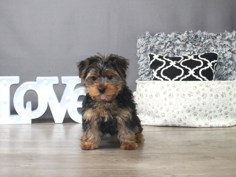 Yorkshire Terrier