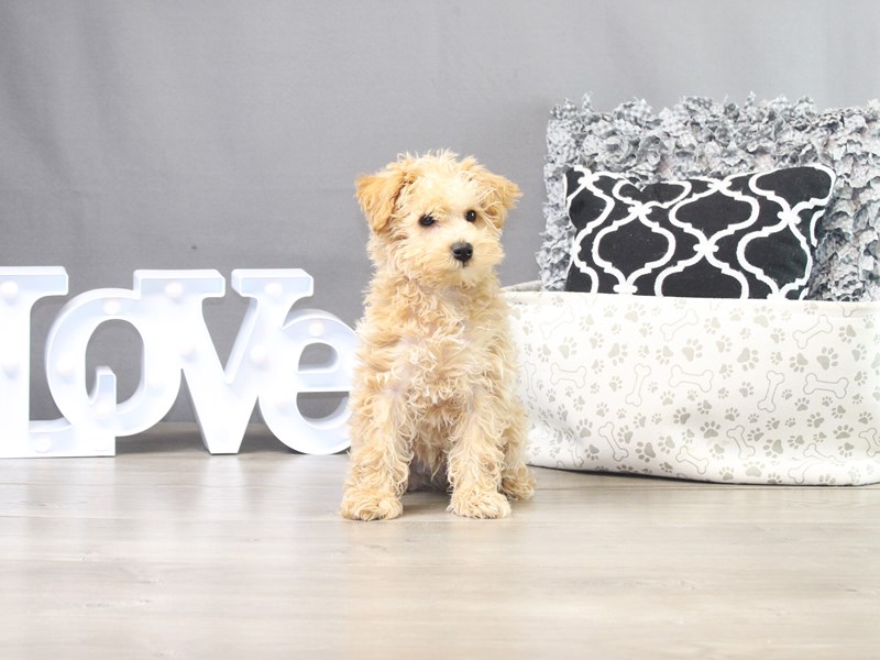 Schnoodle