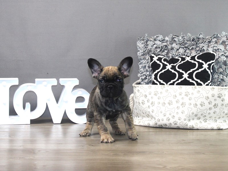 French Bulldog – POE