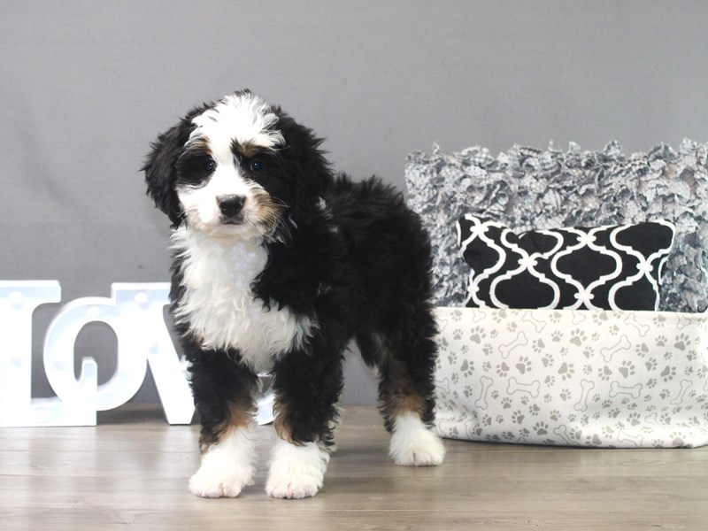Mini Bernadoodle
