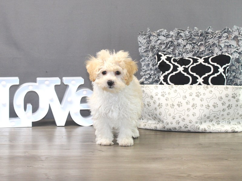 Bichonpoo