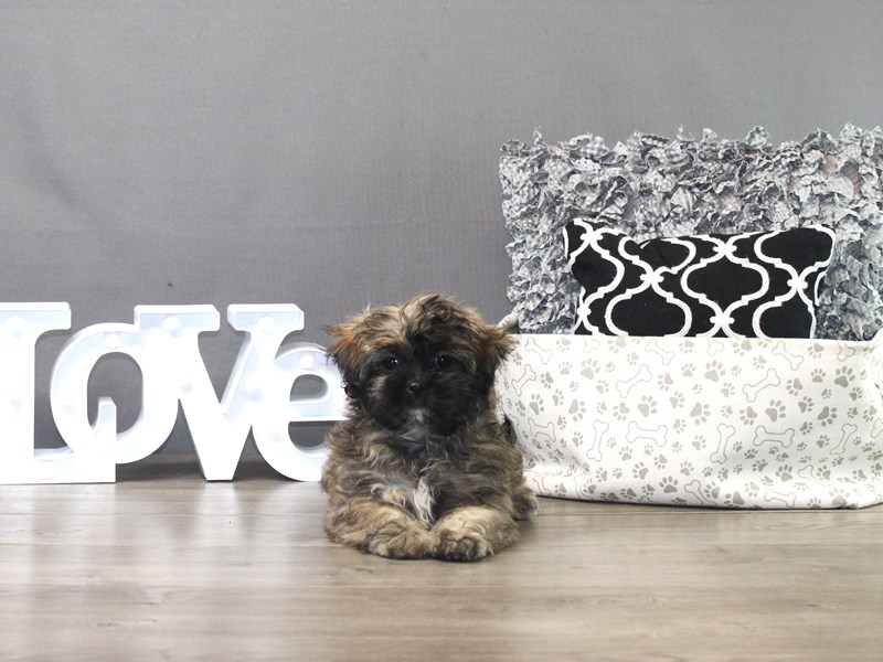 Shih Tzu