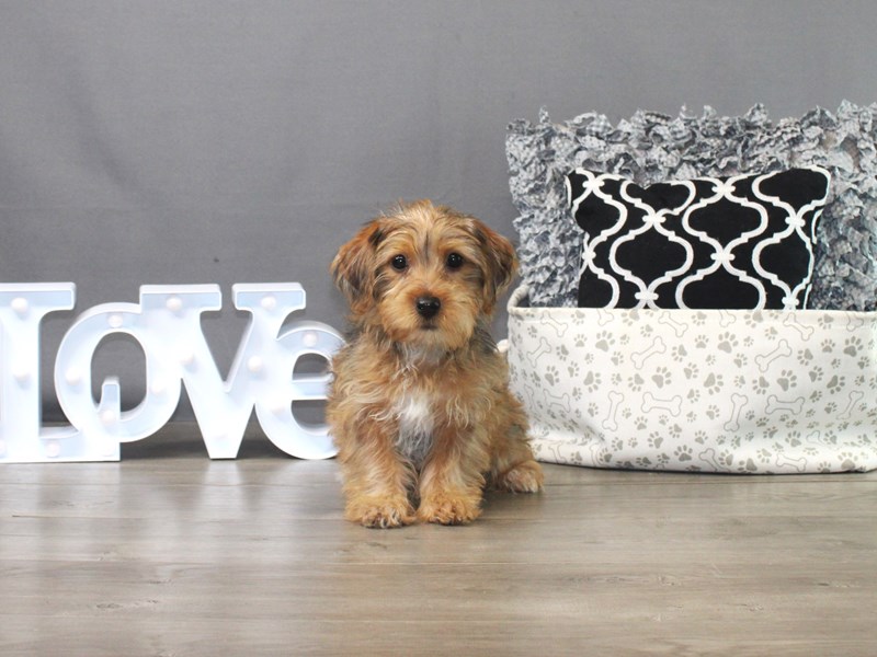 Shorkie