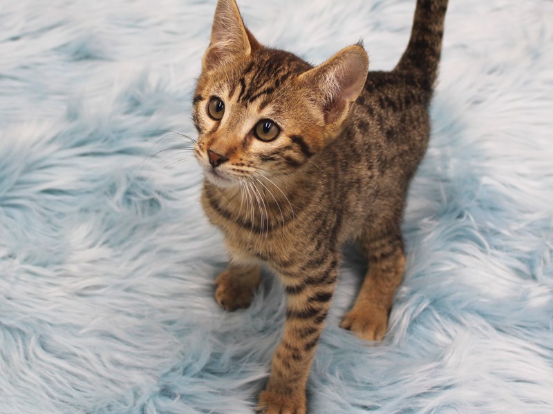 Savannah Cat