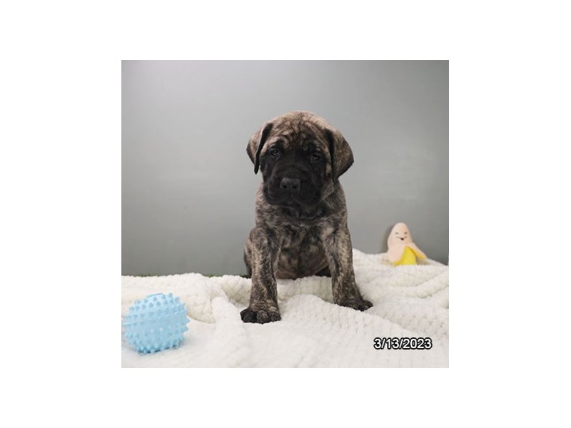 Mastiff – 19380