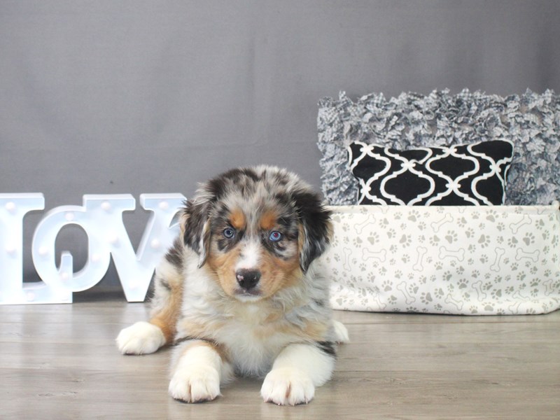 Australian Shepherd – 19390