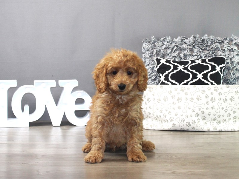 Mini Goldendoodle