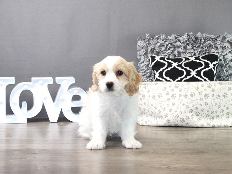Cavachon