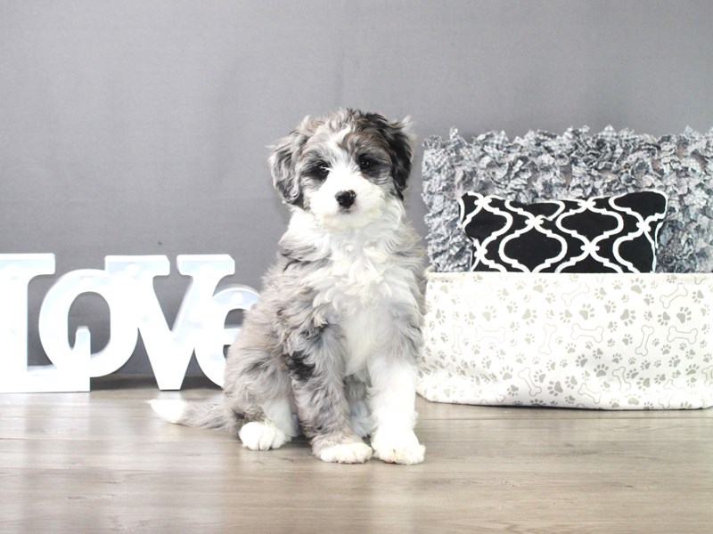 Mini Bernadoodle
