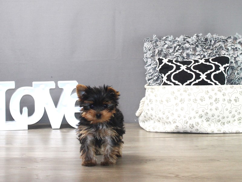 Yorkshire Terrier