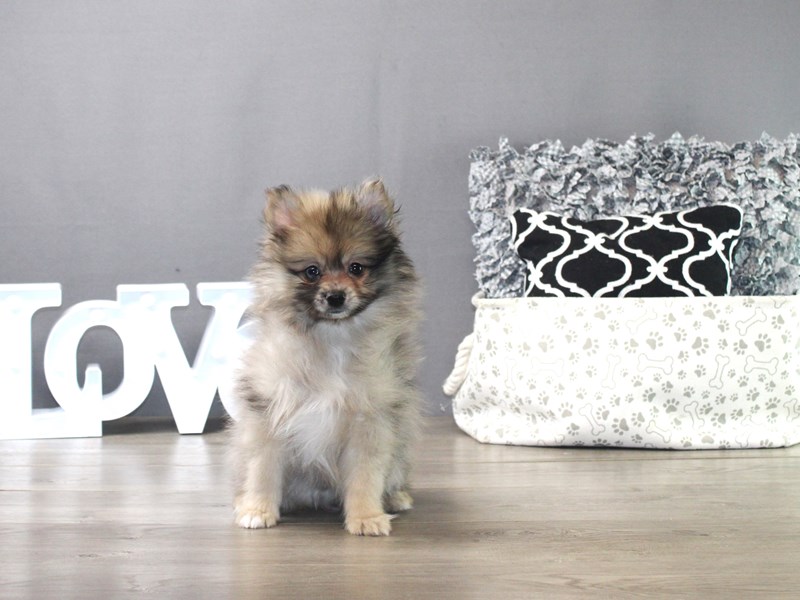 Pomeranian