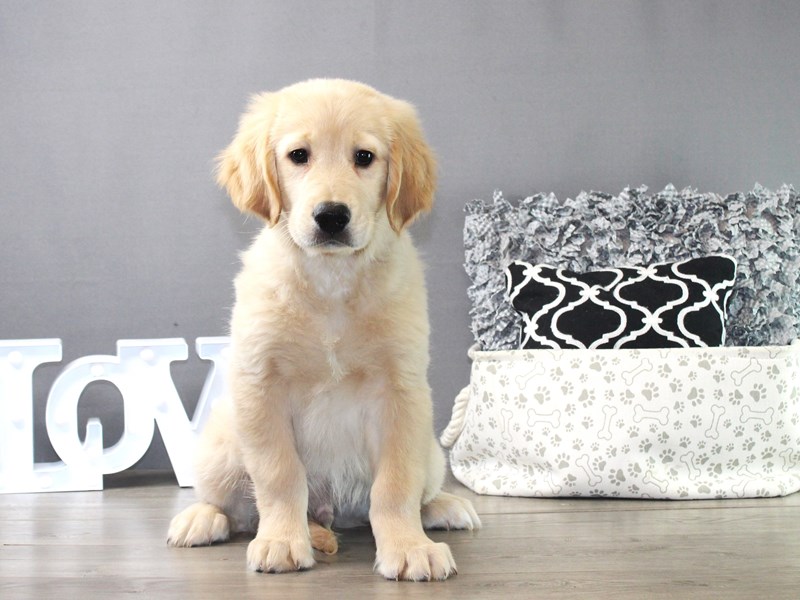 Golden Retriever – 19413
