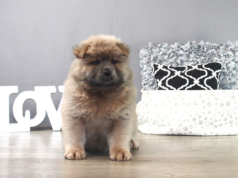Chow Chow – 19409
