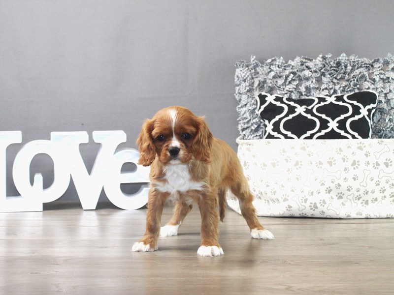 Cavalier King Charles Spaniel – 19411