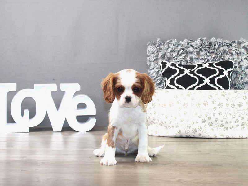 Cavalier King Charles Spaniel – 19412