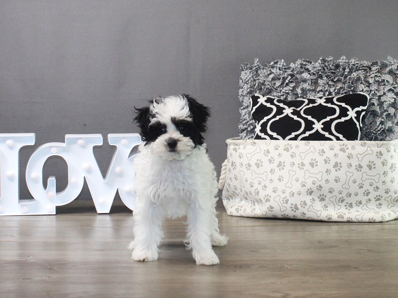 Maltipoo – 19441