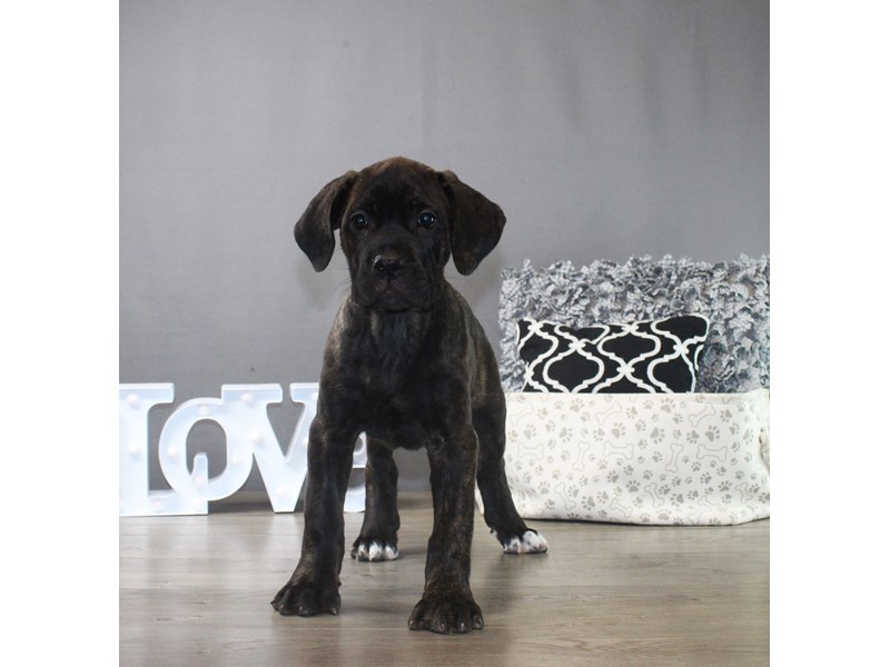 Cane Corso