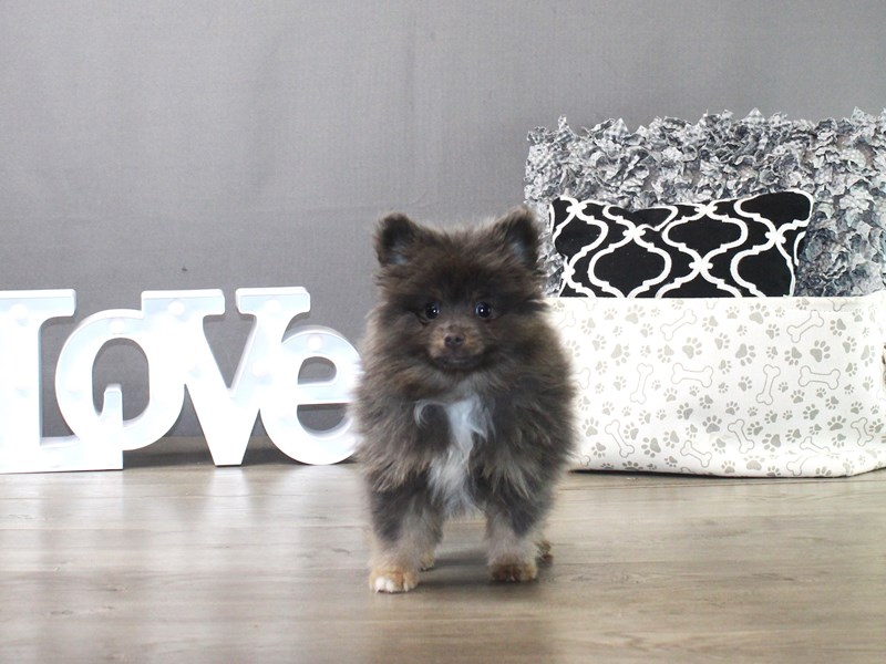 Pomeranian