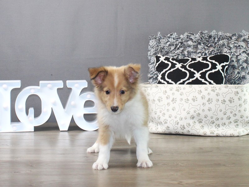 Shetland Sheepdog – 19432