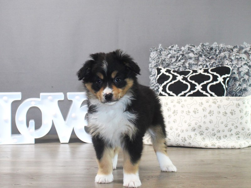 Miniature American Shepherd – 19435