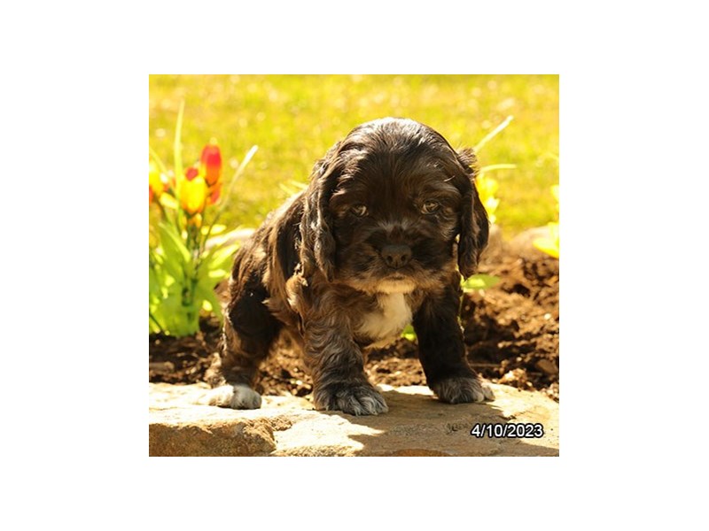 Cocker Spaniel – 19510