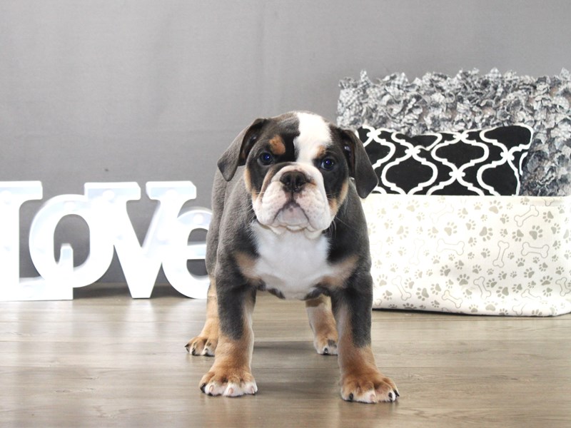 Mini Bulldog