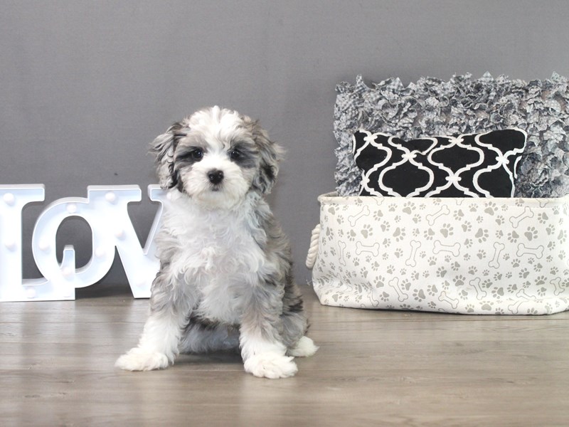 Mini Sheepadoodle