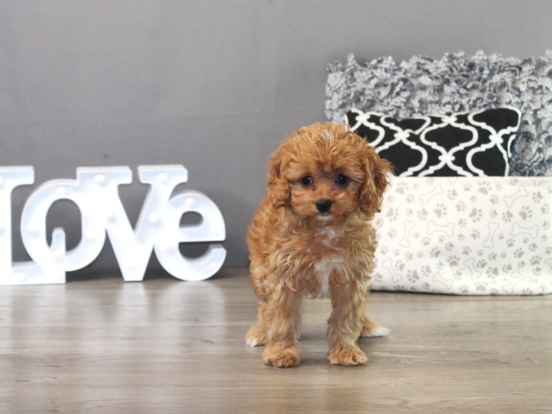 Cavapoo – 19473