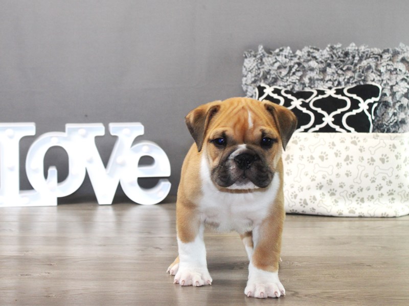 Mini Bulldog