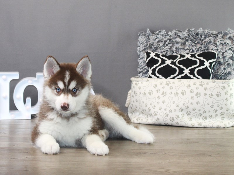 Pomsky – 19474