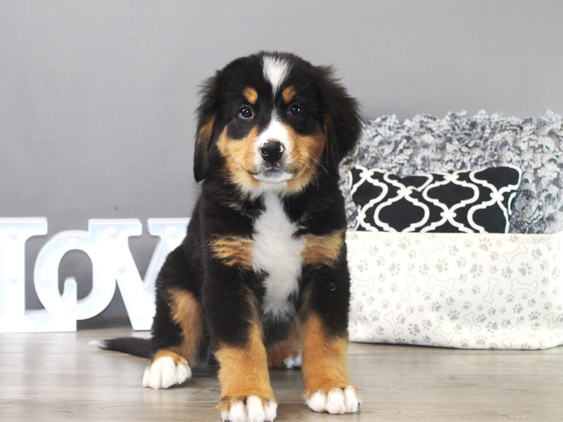 Bernese Mountain Dog