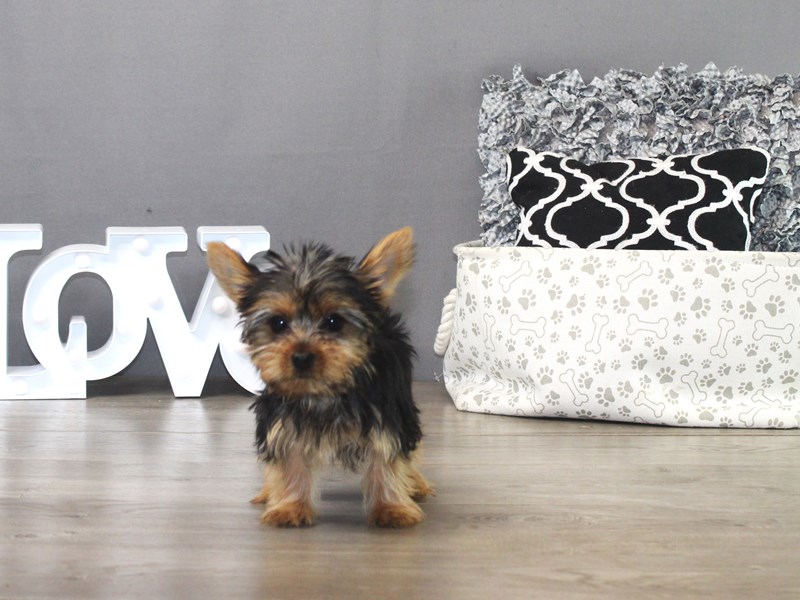 Yorkshire Terrier – 19468