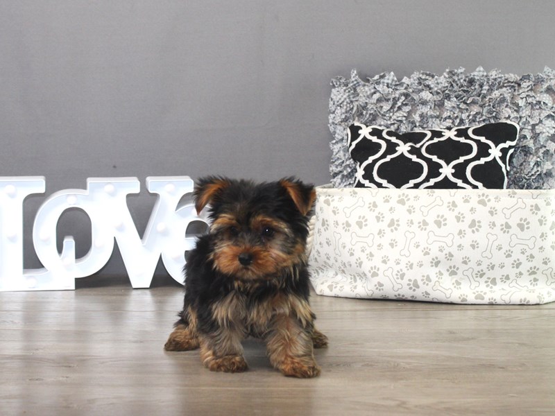 Yorkshire Terrier – 19469