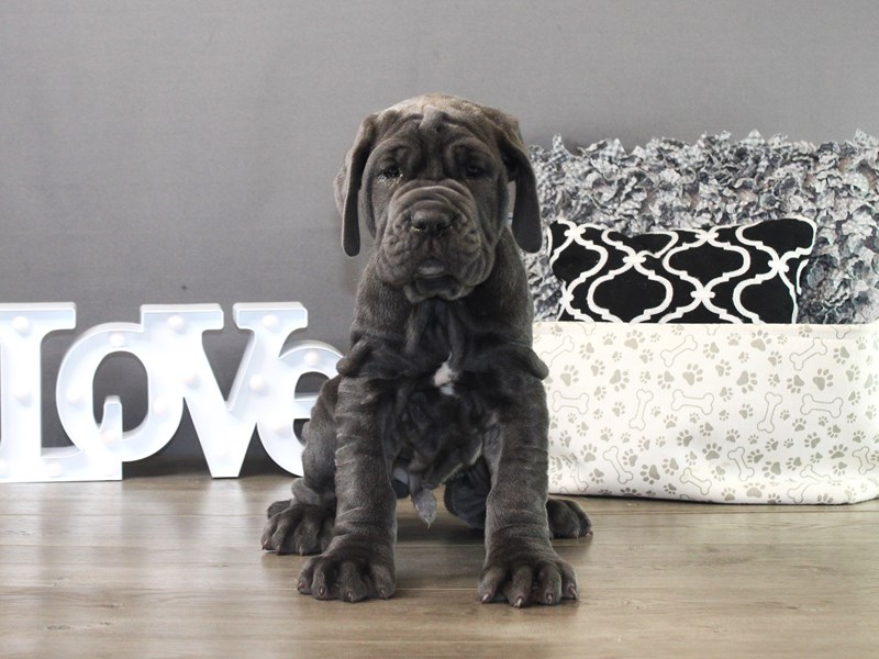 Neapolitan Mastiff – 19465