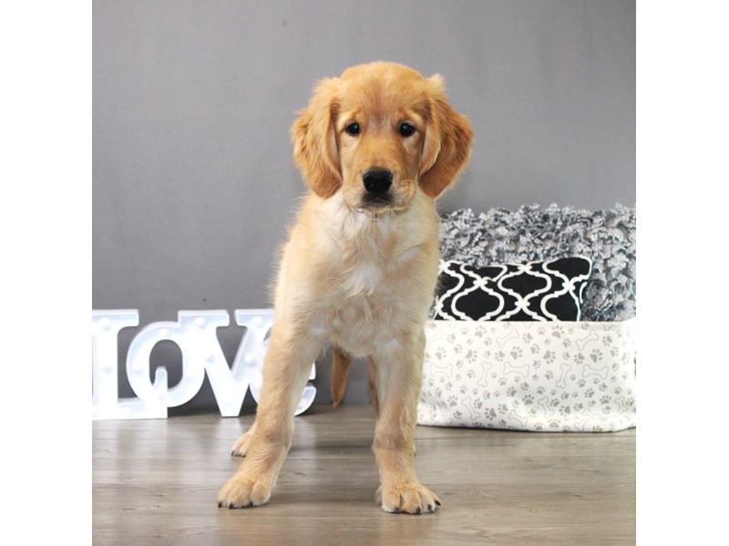 Golden Retriever – 19462