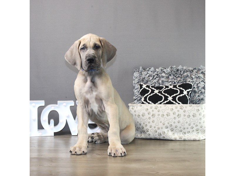 Great Dane – 19463