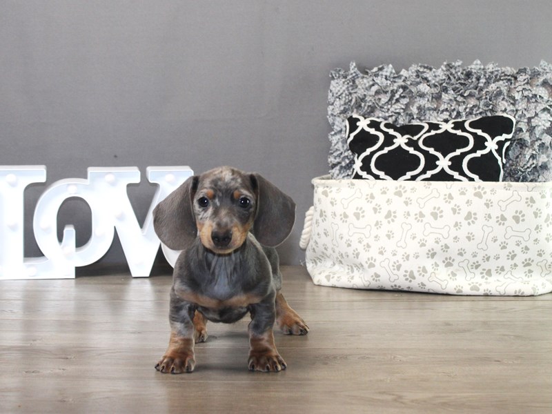 Dachshund