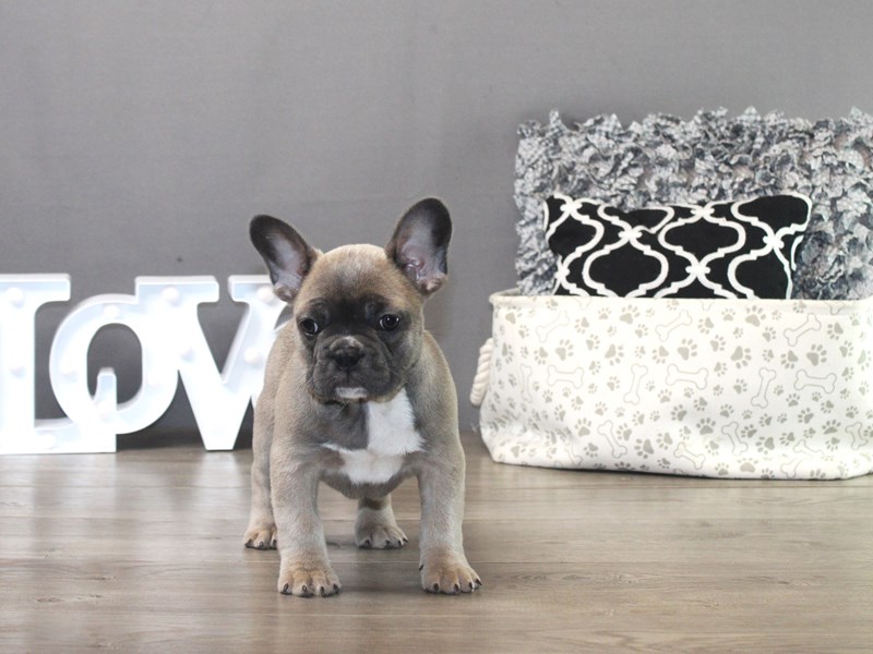 French Bulldog – 19460