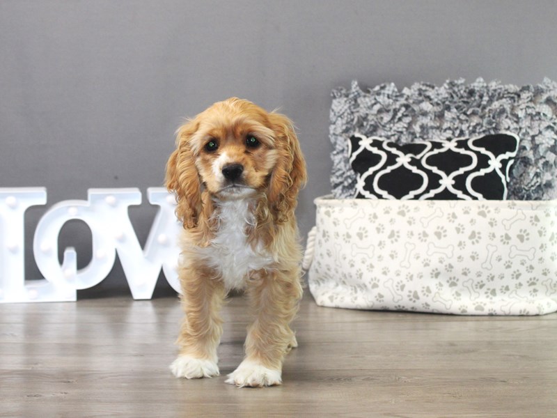 Cocker Spaniel – 19456